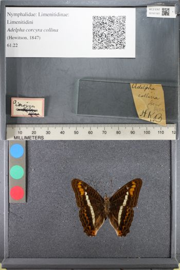 Media type: image;   Entomology 141161